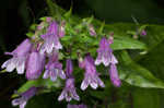 Small's beardtongue